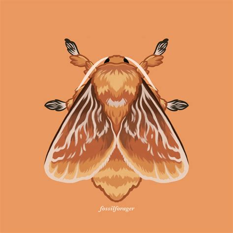 Nicole 🌱 on Twitter: "Southern Flannel Moth