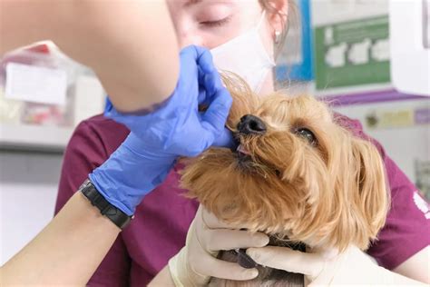 Dog Tooth Extraction Cost | MetLife Pet Insurance