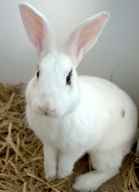 Rupert - Female Rabbit in NSW - PetRescue