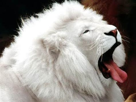 Top 40 most beautiful white animals (Albino) - YouTube