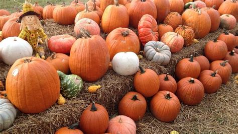 Finding the Perfect Pumpkin at Orr Family Farm