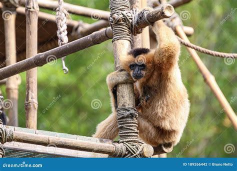 Monkey Long-tailed Macaque, Crab-eating Macaque, Macaca Fascicularis Is Eating Banana At Khao ...