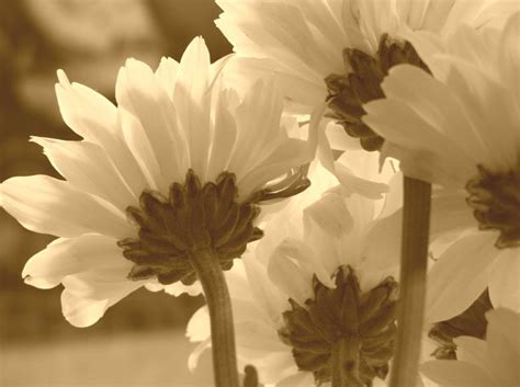 flowers in sepia - Free Stock Photo by Heather Elaine Kitchen on Stockvault.net