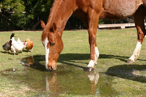 Equine Protozoal Myeloencephalitis in Horses - Symptoms, Causes, Diagnosis, Treatment, Recovery ...