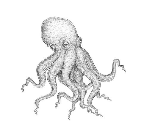 Final product image | Octopus drawing, Easy octopus drawing, Sketches