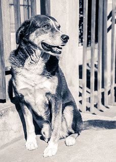 Naturally dog | He looks at the street | Carlos Gonzalez Hidalgo | Flickr