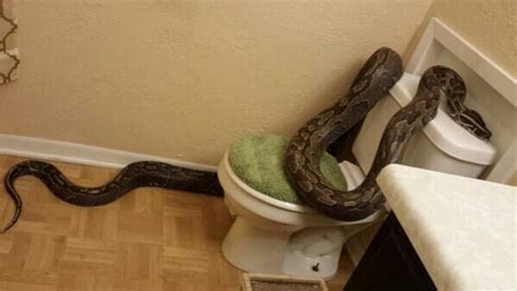 Woman Investigates Strange Noises in Her House, Finds a 12-Foot-Long Snake in Her Bathroom | E! News