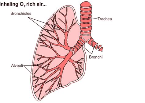 Top 117 + Human respiration animation - Lifewithvernonhoward.com