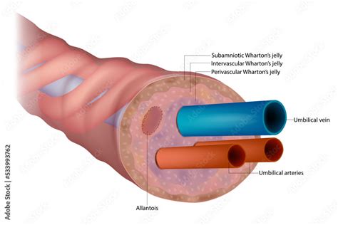 The anatomy of the umbilical cord. Cross-sectional diagram of human ...