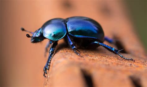 Blue Beetle Face