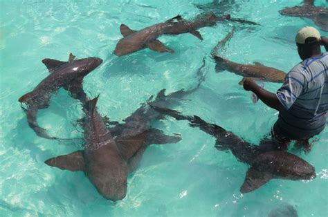 How to Go Swimming with Sharks Bahamas at Compass Cay