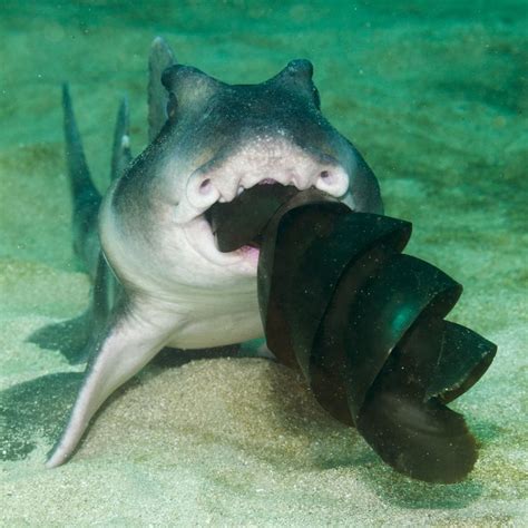 A crested horn shark (or crested bullhead shark) feeds on the egg of another | Horn shark, Shark ...