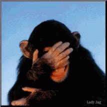 Laughing LOL GIF - Laughing LOL Haha - Discover & Share GIFs | Monkey gif, Funny gif, Funny ...