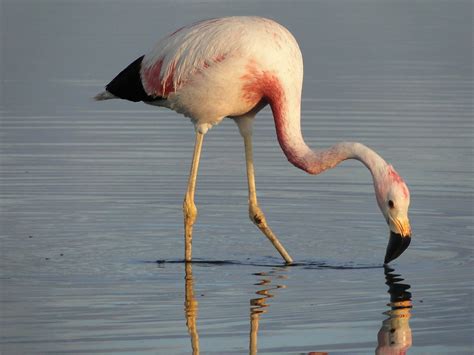 Andean Flamingo Fact Sheet - C.S.W.D