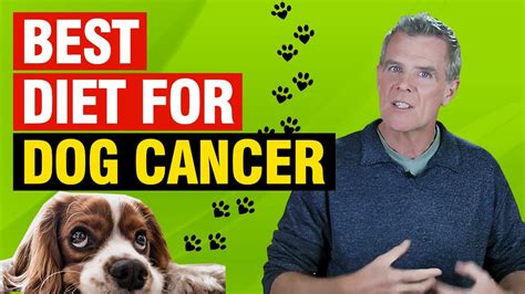 Best Diet to Feed Dog With Cancer (The 3 Best Diet Options) - YouTube