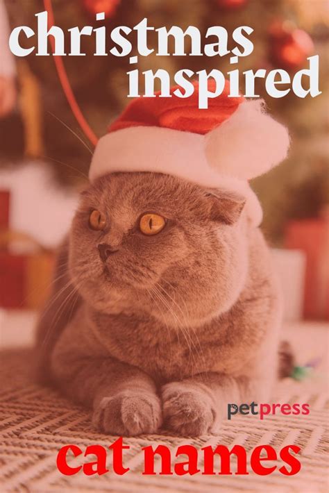 Top 100+ Cat Names Inspired by Christmas | Cat names, Cute cat names ...