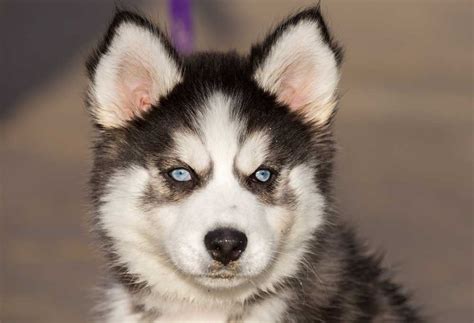 What To Know About Husky Puppies - PatchPuppy.com