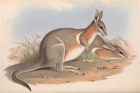 6 Extinct Marsupials - WikiPoint - Wiki Point