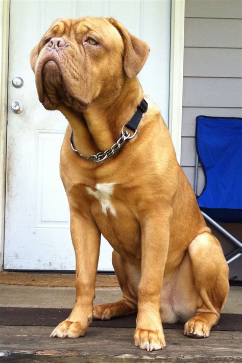 My dogue de bordeaux, Kujo. About 9 months old :) | Bordeaux dog, Dogs ...