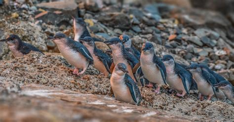 Oamaru Blue Penguin Colony Cams – Urban Wildlife Trust