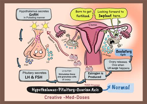 Hypothalamic-Pituitary-Ovarian axis - Creative Med Doses