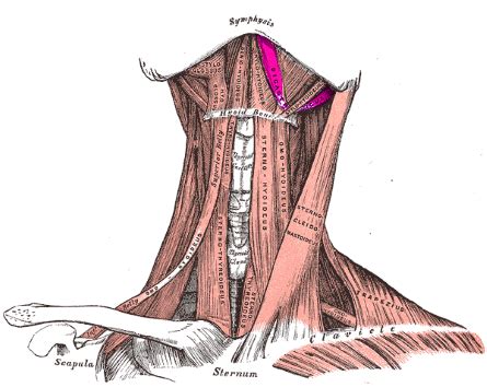 Digastric Muscle | Definition, Innervation & Functions - Lesson | Study.com