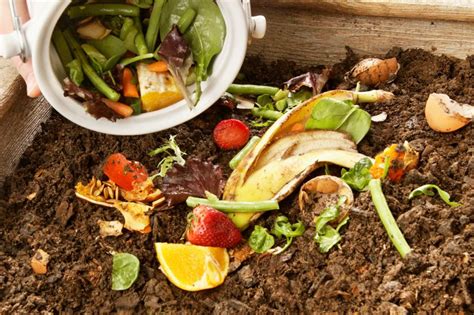 Study: For food-waste recycling, policy is key | MIT News | Massachusetts Institute of Technology
