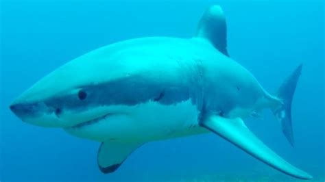 Vigilantes 'hook great white' after Esperance shark attack Cottesloe Beach, Species Of Sharks ...