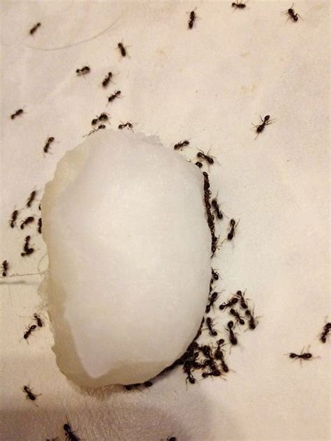 How to get rid of ants permanently?