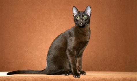 Top 10 Rarest Cat Breeds - stunningfun.com