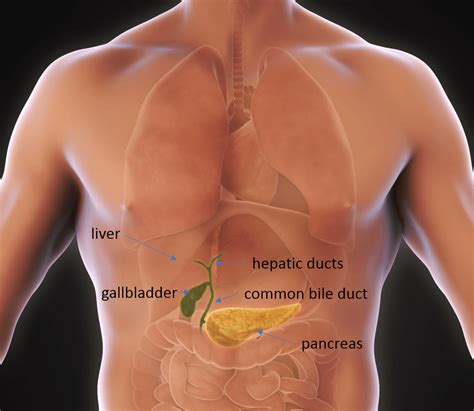 Gallbladder Removal And Colon Cancer Risk