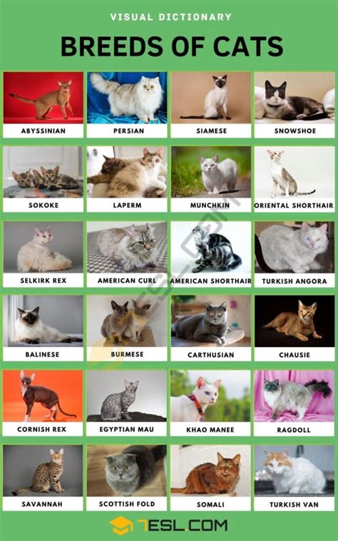 List of Cat Breeds with Pictures • 7ESL