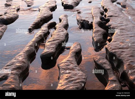 Tide pools as seen at low tide near San Diego California Stock Photo - Alamy