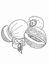 Melon coloring pages sketch template