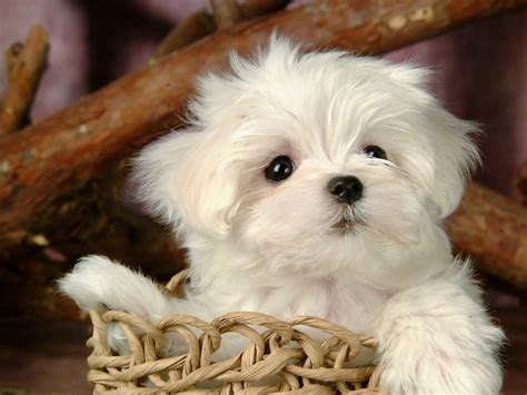 Cute Puppy - Puppies Wallpaper (15813268) - Fanpop