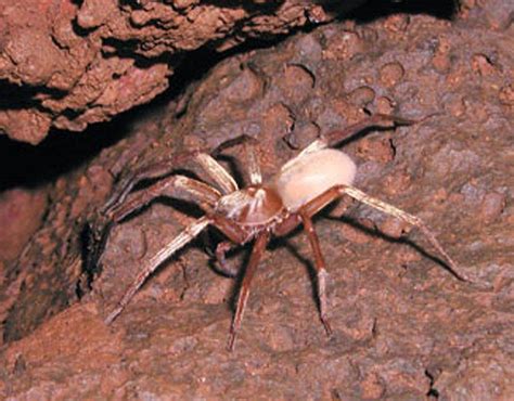 10 Places to Find the World's Deadliest Spiders