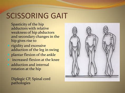 PPT - GAIT: NORMAL, ABNORMAL & ASSESSMENT PowerPoint Presentation - ID ...