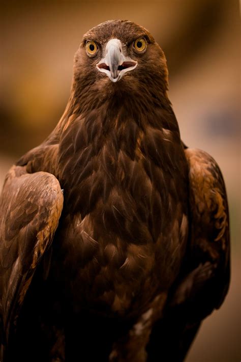 Golden Eagle | Smithsonian Photo Contest | Smithsonian Magazine