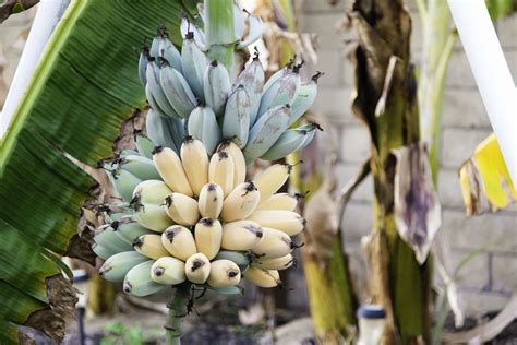 When are they ripe? - Bananas.org