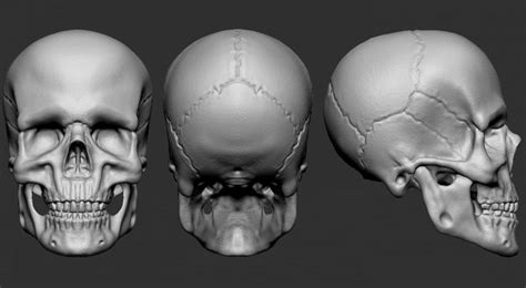 Skull Free 3D Model - .obj .c4d - Free3D | Skull, Skull model, Anatomy ...