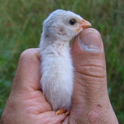 Guinea Fowl Chicks