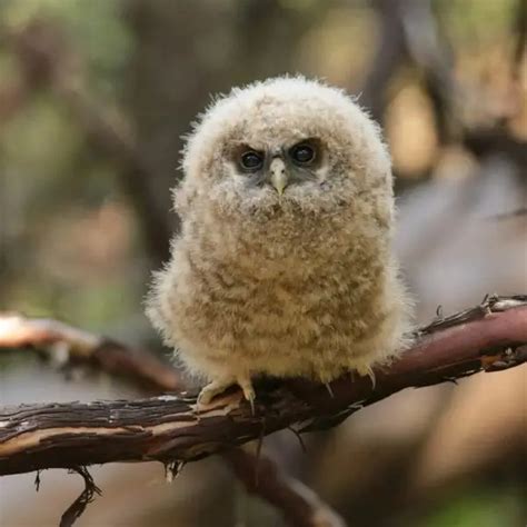 Spotted Owl - Facts, Diet, Habitat & Pictures on Animalia.bio