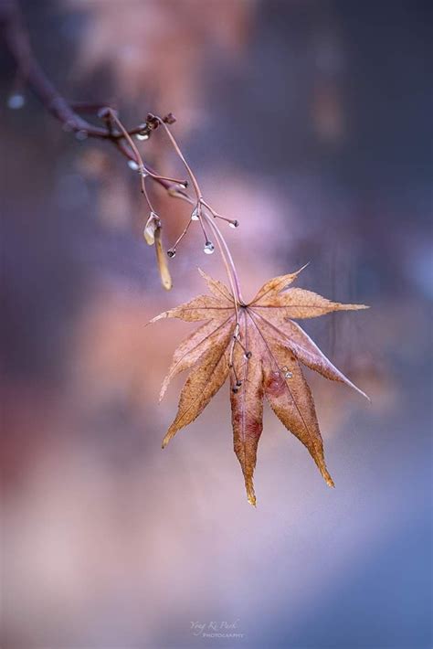 Winter Photography, Night Photography, Fashion Photography, Pet Dogs, Dog Cat, Macro And Micro ...