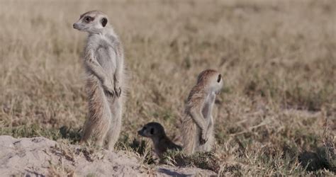 Meerkats On Sentry Duty While Other Meerkats Clear Entrance To Burrow ...