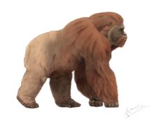 Gigantopithecus giganteus - Wikidata