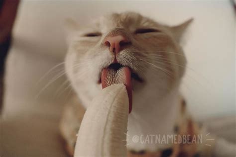 Cat goes viral for inappropriate pics with a Banana