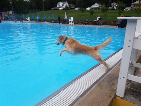 Dog Splash!! 2019 set at Frostburg Community Pool | News | wvnews.com