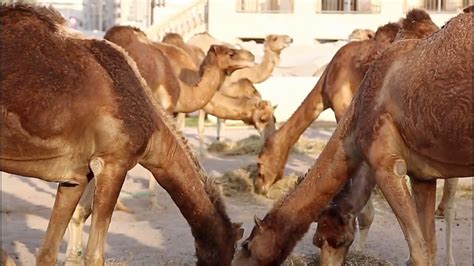 Officials Plan to Kill Thousands of Camels Desperate for Water Amid ...