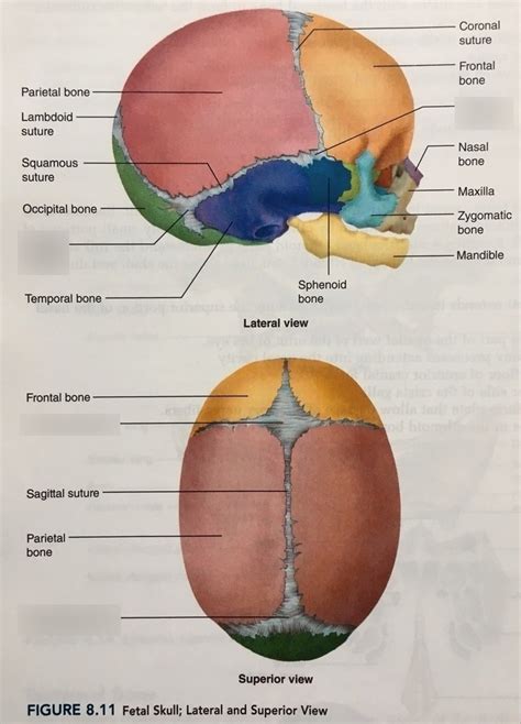 Fetal skull Diagram | Quizlet