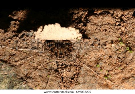 Trapdoor Spider Habitat Stock Photo 669032239 | Shutterstock